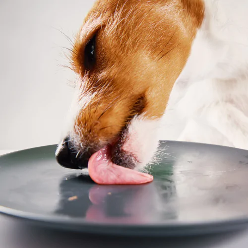 A picture of a Jack Russell Terrier licking a plate clean