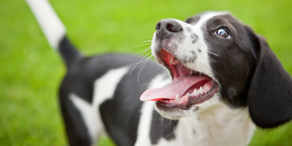 A picture of a Collie Beagle mix puppy smiling