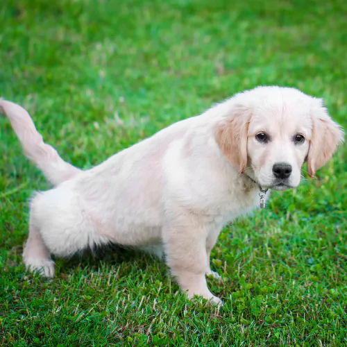 A picture of a Golden Retriever puppy squatting for a wee in the garden