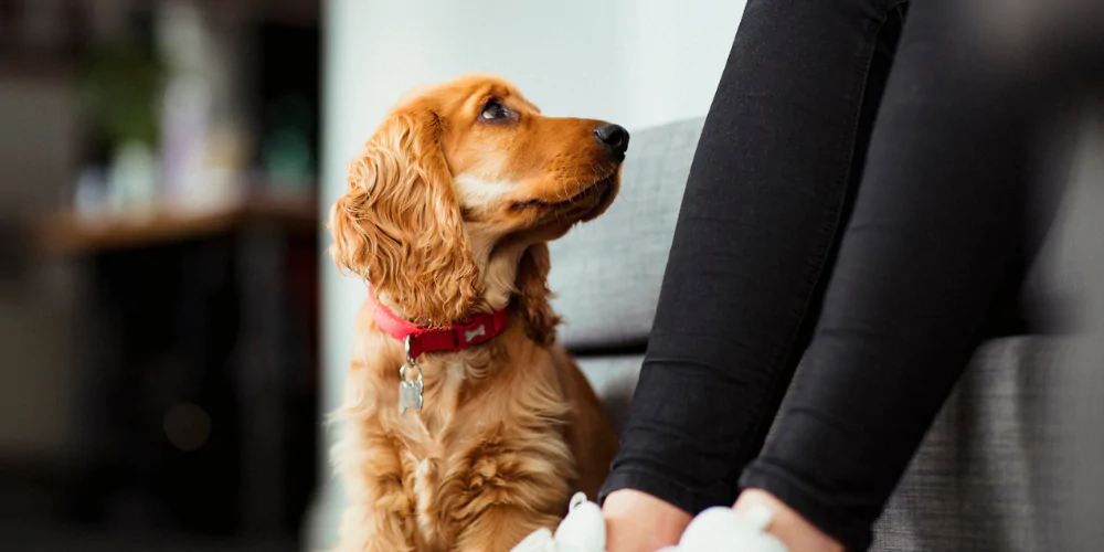 A picture of a Spaniel puppy looking up at its owner to be let out for a wee