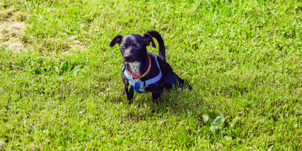 A picture of a mixed breed puppy squatting for a wee in the garden