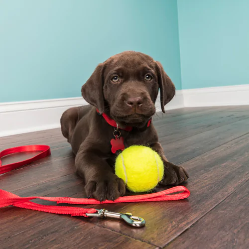 A picture of a Chocolate Labrador puppy sat with a tennis ball and a red lead