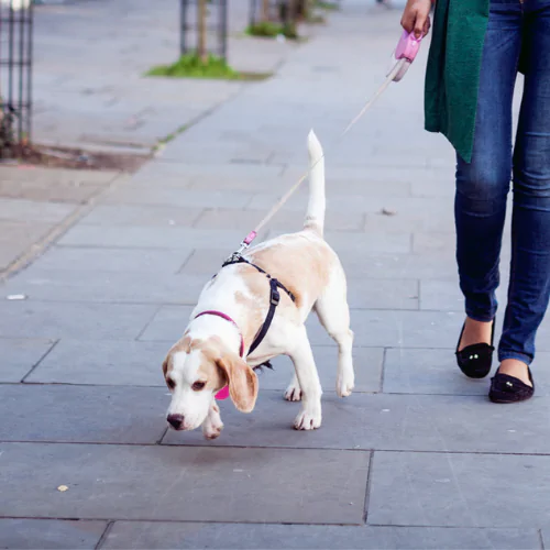 A picture of a Beagle building its confidence walking in public