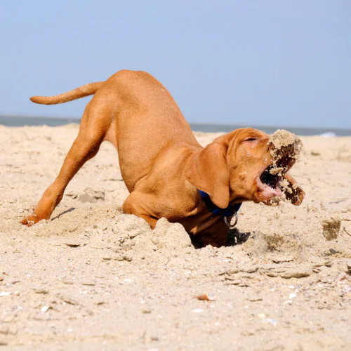 A picture of a Hungarian Vizsla playing in the sand on the beach