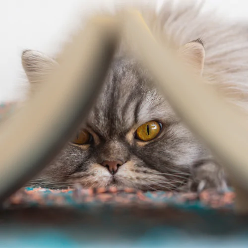 A picture of a Persian cat looking through an open book