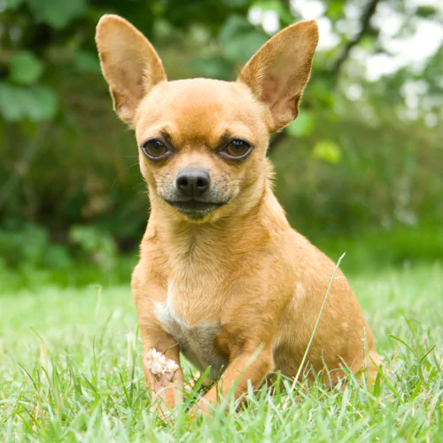 A picture of a Chihuahua lying down in the grass