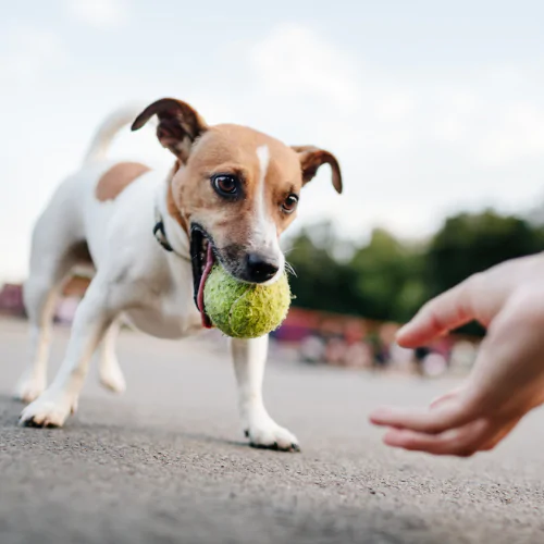 A picture of a Jack Russell Terrier with a ball in its mouth, its owner asking it to leave it