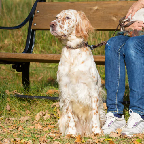 A picture of a Spaniel sat with his owner next to a park bench, watching the world