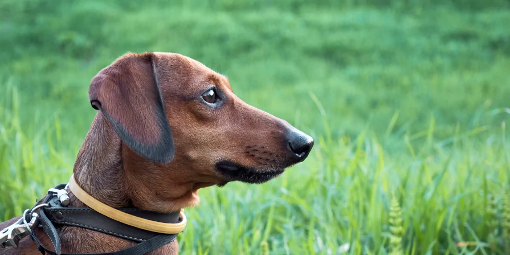 A picture of a Miniature Dachshund watching something in a field