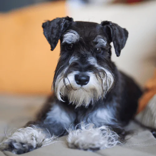 A picture of a Miniature Schnauzer sitting on a sofa