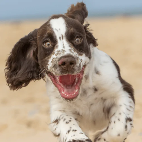 A picture of an excited teenage Spaniel running on the beach