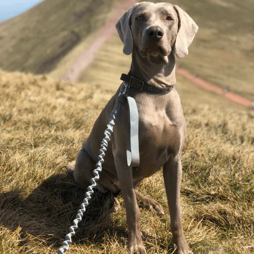 A picture of a Weimaraner standing on a hill wearing a collar and lead