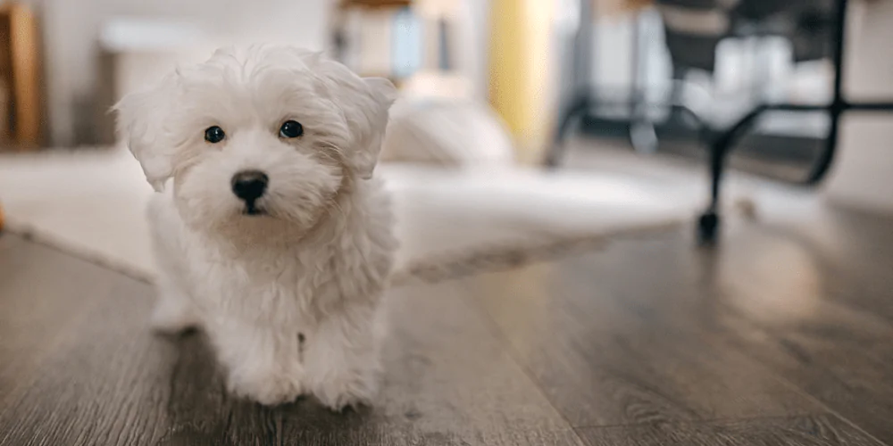 A picture of a Maltese dog stood in the living room looking suspiciously at the camera