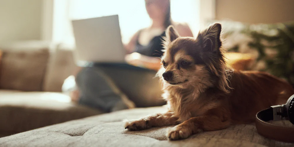A picture of a Chihuahua lying on a sofa with its owner in the background