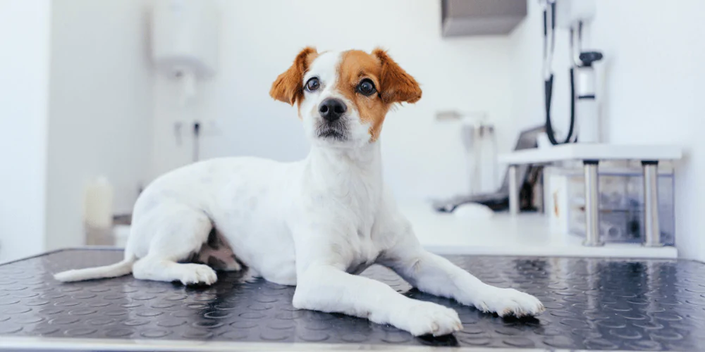 A picture of a Jack Russell Terrier lying on a vet table