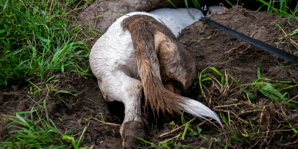 A picture of a Dachshund digging a hole in the ground