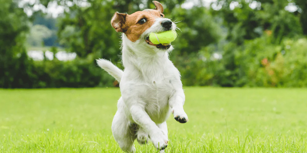 A picture of a Jack Russell Terrier running in the garden with a tennis ball in its mouth