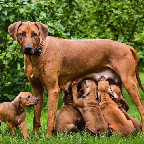 A dog standing up while its puppies feed from her