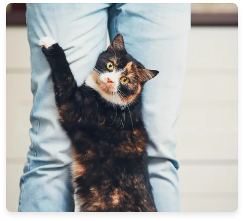 petgevity campaign page right iocn