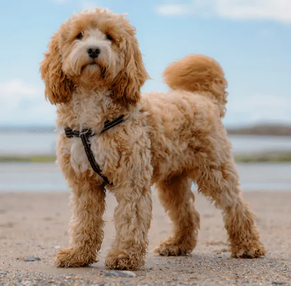 A picture of a female spayed Cockapoo standing on a beach