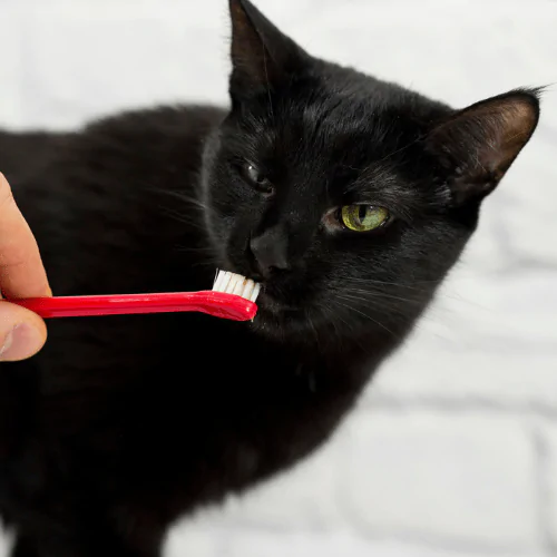 A picture of a black cat inspecting a red toothbrush