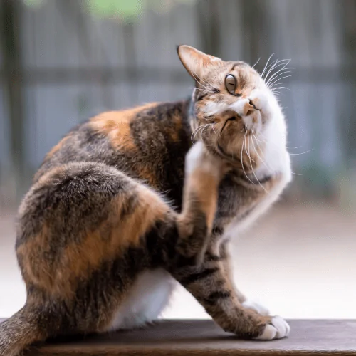 A picture of a cat with a tick scratching itself