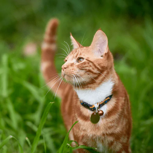 A picture of a microchipped ginger cat in the grass wearing a collar and ID tag