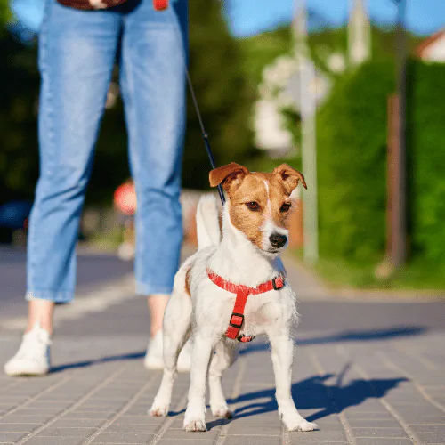 A picture of a Jack Russell Terrier on a walk