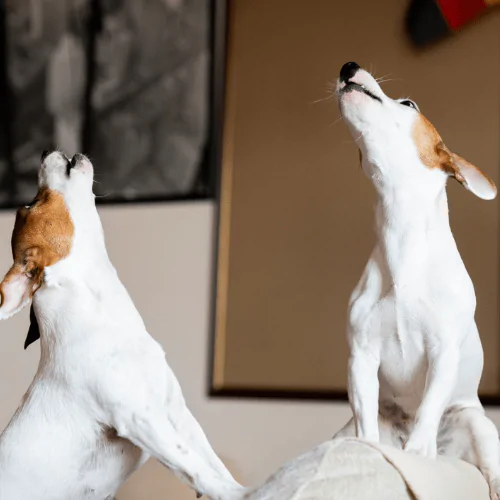 A picture of two Jack Russell Terriers barking on the sofa