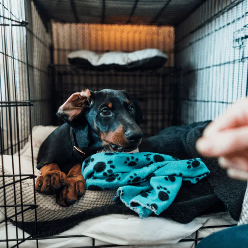 A picture of a Dachshund being trained to sit in its crate