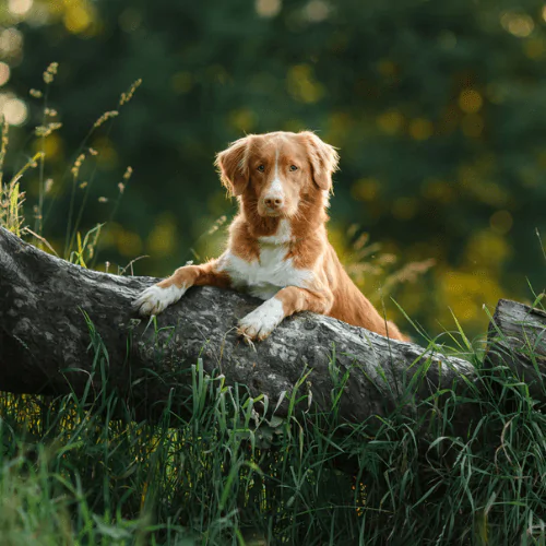 A picture of a Nova Scotia Retriever leaning on a log in the woods