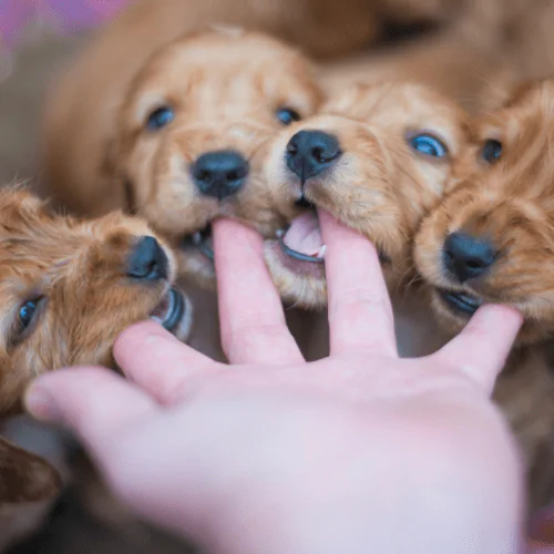 A picture of Retriever puppies mouthing their owner's fingers