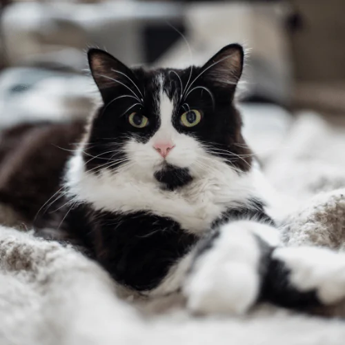 A picture of a long haired tuxedo cat lying on a blanket