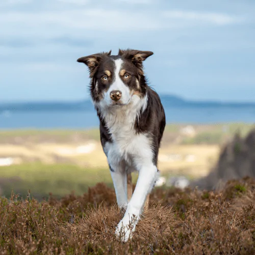 A picture of a mixed breed sheepdog walking in the hills
