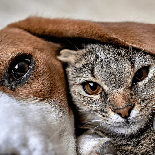 A picture of a Beagle and tabby cat cuddled up close to the camera
