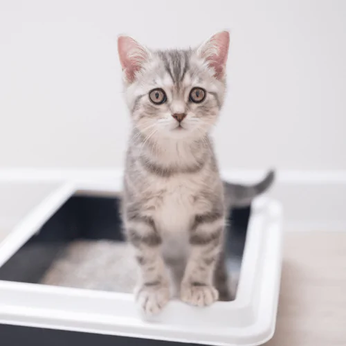 A picture of a grey and white kitten sitting in a litter tray