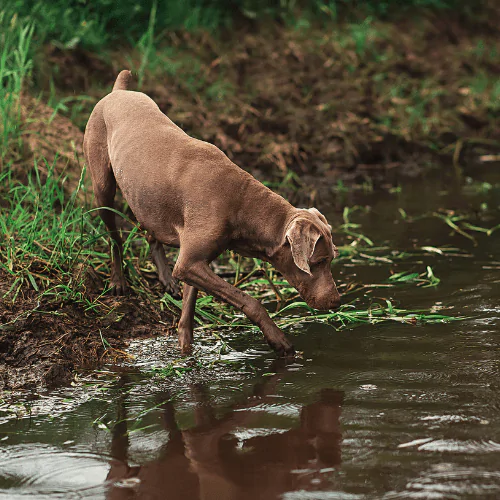 A picture of a Labrador stepping into a river