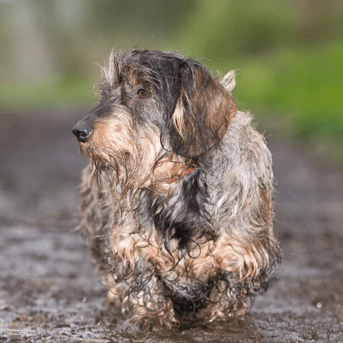 A picture of a muddy Terrier walking along a muddy path