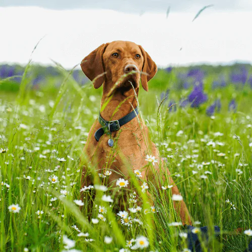 A picture of a Hungarian Vizsla sitting in a grassy field