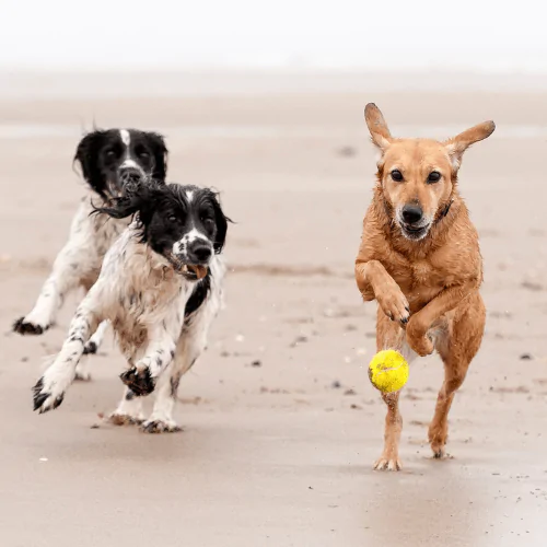 A picture of two Spaniels and a Labrador chasing a tennis ball on a beach