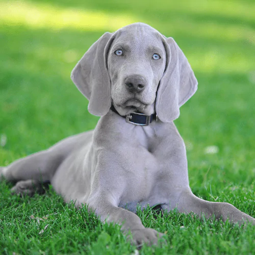 A picture of a Weimaraner puppy lying on the grass