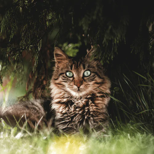 A picture of a long haired cat hiding under a tree