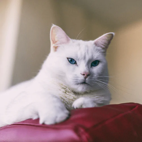 A picture of a grumpy looking white cat with blue eyes sat on the arm of a sofa