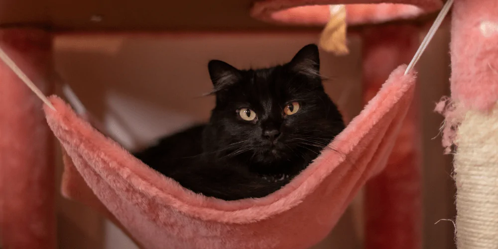 A picture of a black cat sitting in the swing of a cat tree