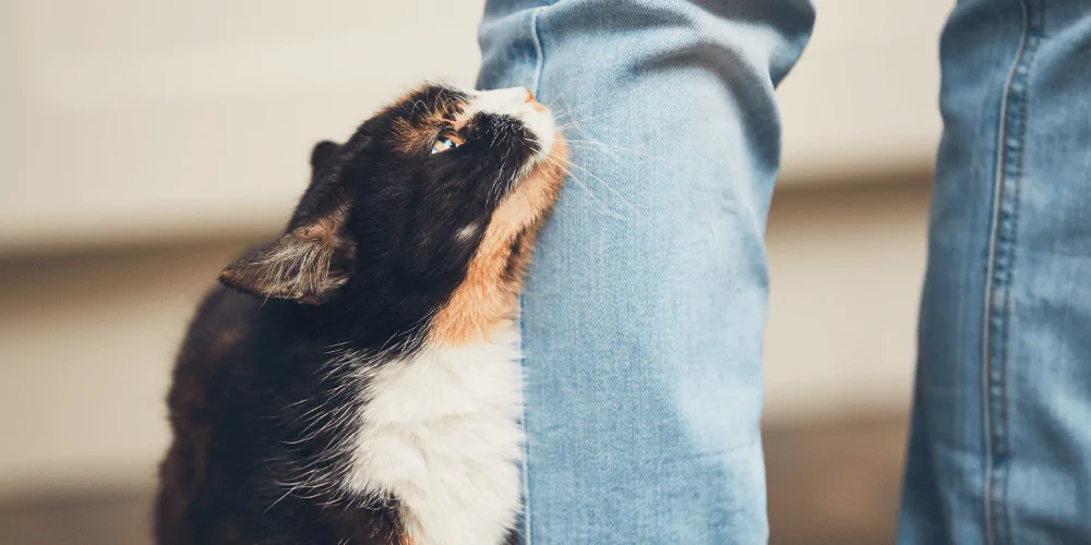 A picture of a mixed colour short haired cat looking up at their owner while sat by their leg