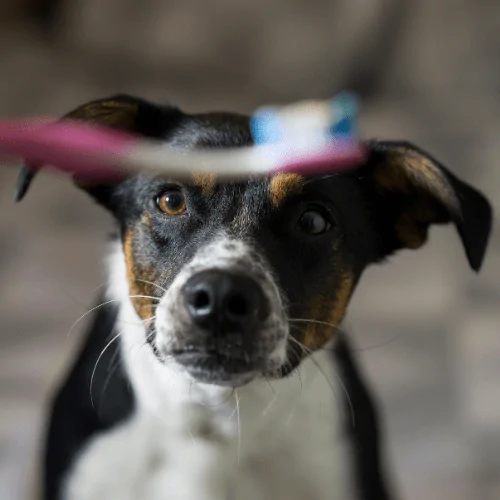 A picture of a mixed breed dog looking at a dog tooth brush