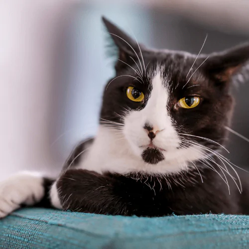 A picture of a Tuxedo cat lying on a cushion