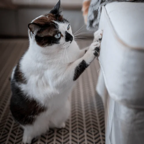 A picture of a black and white tabby scratching the side of a sofa