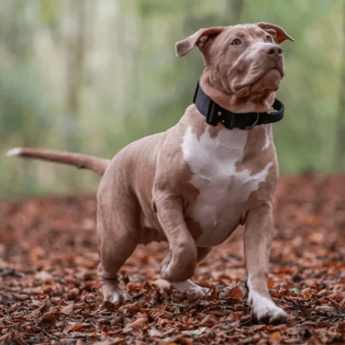 A picture of an American XL Bully in the woods