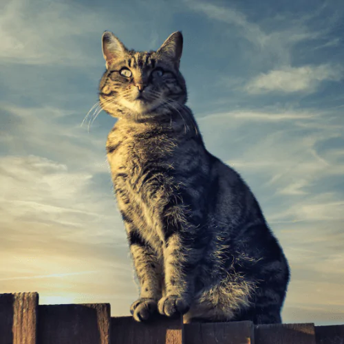 A picture of a tabby cat sat majestically on a fence